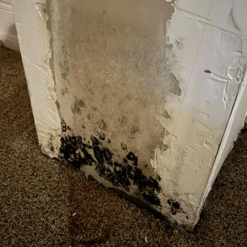 Professional Mold Removal in Pierce County, ND